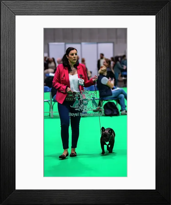 Framed Print : Puppy French Bulldog showing