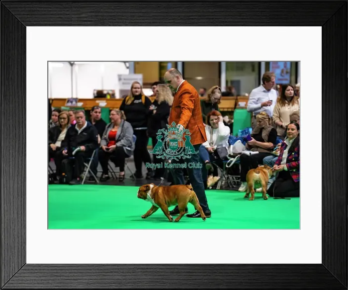 Framed Print : Bulldog showing Framed Print : Bulldog showing