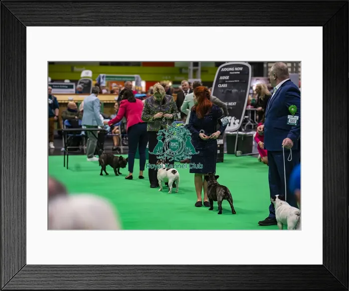 Framed Print : French bulldog showing
