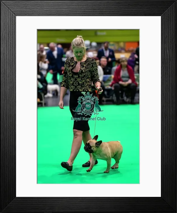 Framed Print : French bulldog showing Framed Print : French bulldog showing