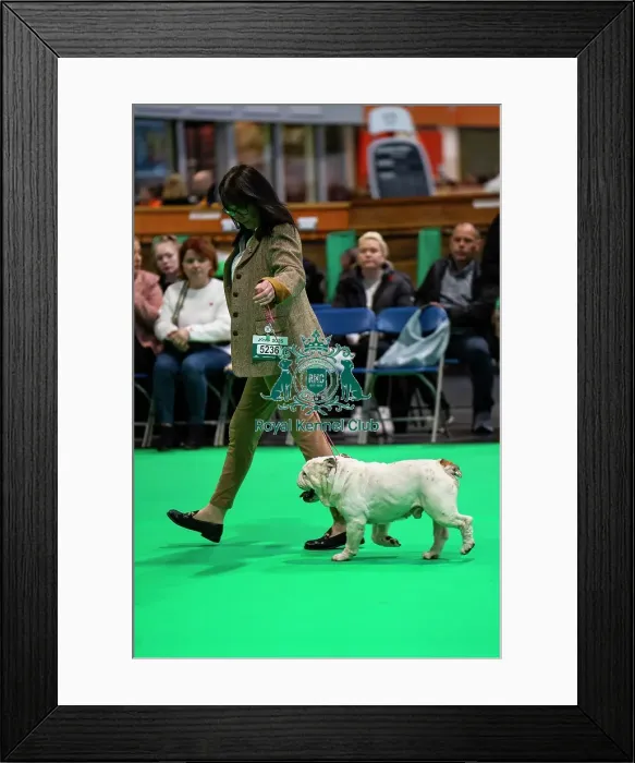Framed Print : Veteran Bulldog Showing Framed Print : Veteran Bulldog Showing