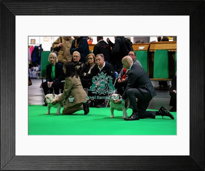 Framed Print : Bulldog showing Framed Print : Bulldog showing