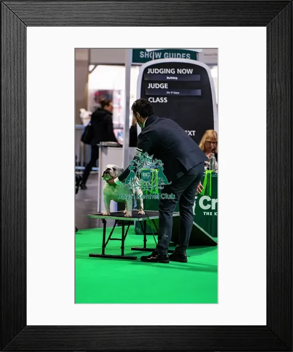Framed Print : Bulldog Showing Framed Print : Bulldog Showing