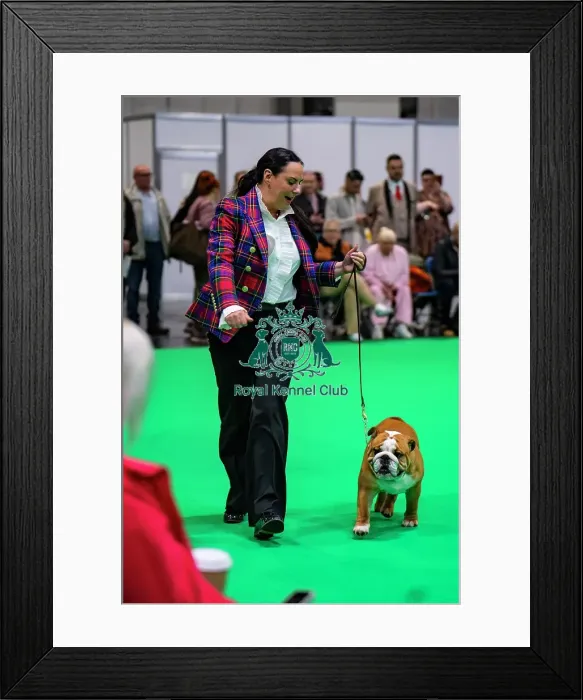 Framed Print : Bulldog Puppy Dog Framed Print : Bulldog Puppy Dog