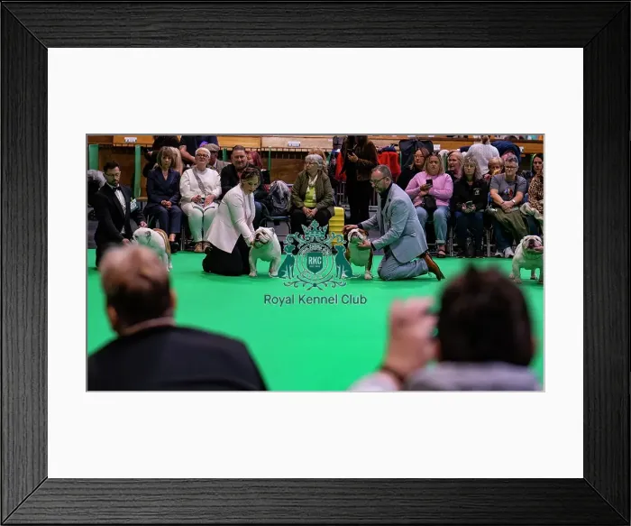 Framed Print : Bulldog showing Framed Print : Bulldog showing