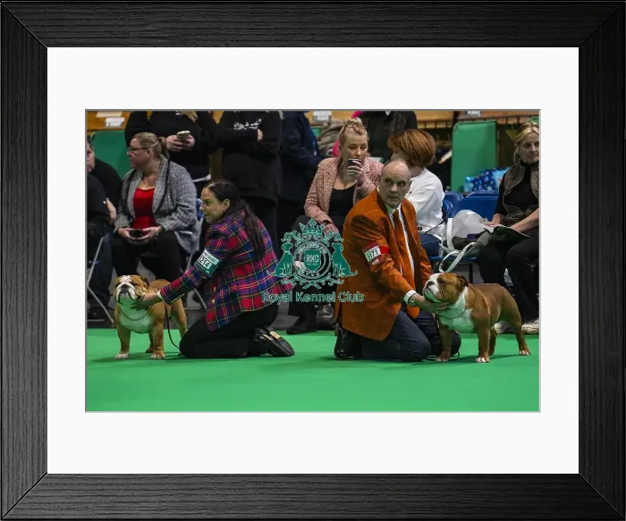 Framed Print : Bulldog Showing Framed Print : Bulldog Showing
