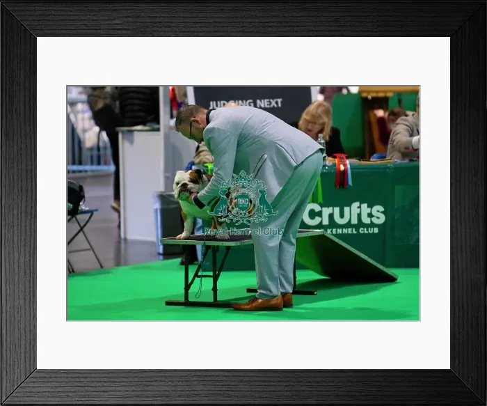 Framed Print : Bulldog showing Framed Print : Bulldog showing