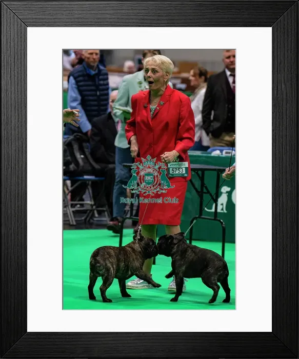 Framed Print : French Bulldog class Framed Print : French Bulldog class