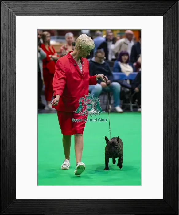 Framed Print : French bulldog showing