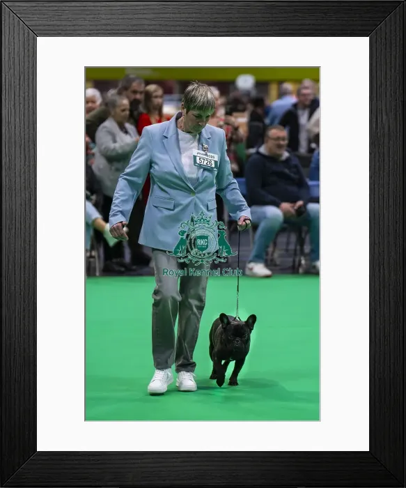 Framed Print : French Bulldog Judging Framed Print : French Bulldog Judging