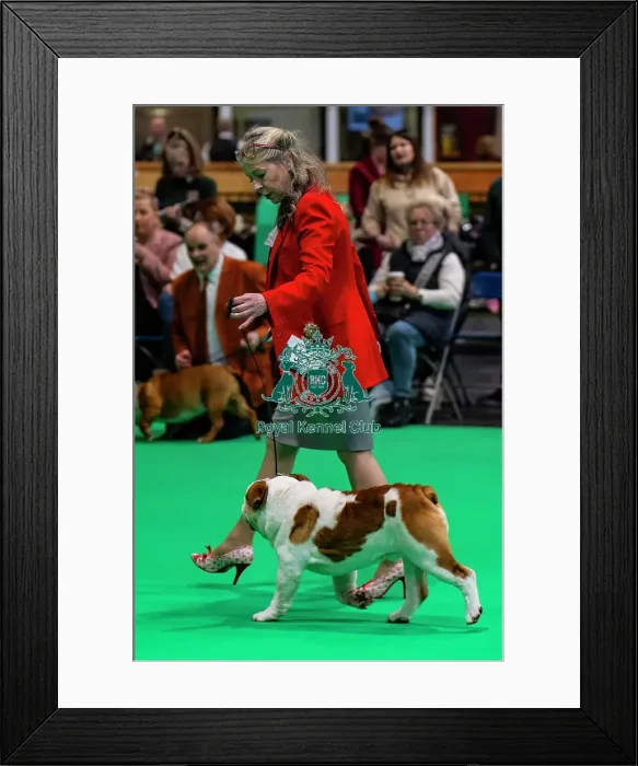 Framed Print : Bulldog Showing Framed Print : Bulldog Showing