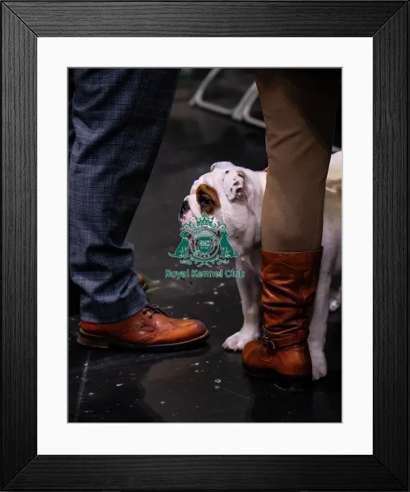 Framed Print : Bulldog Judging Framed Print : Bulldog Judging