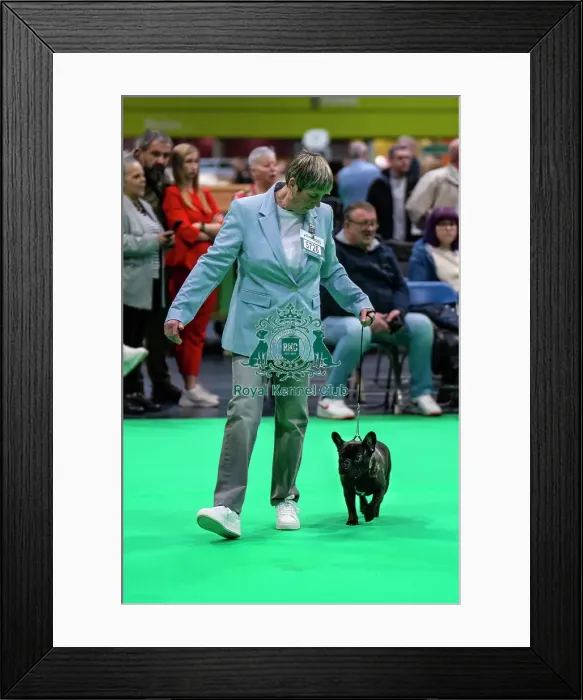 Framed Print : French Bulldog judging Framed Print : French Bulldog judging