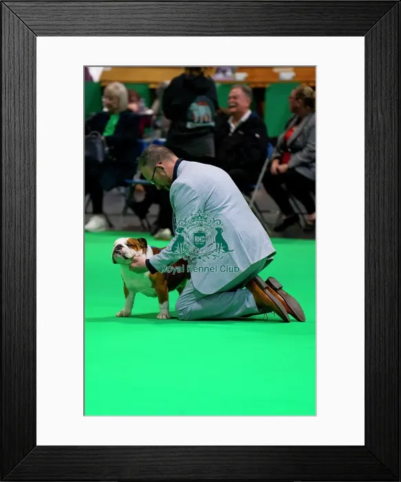 Framed Print : Bulldog Judging Framed Print : Bulldog Judging