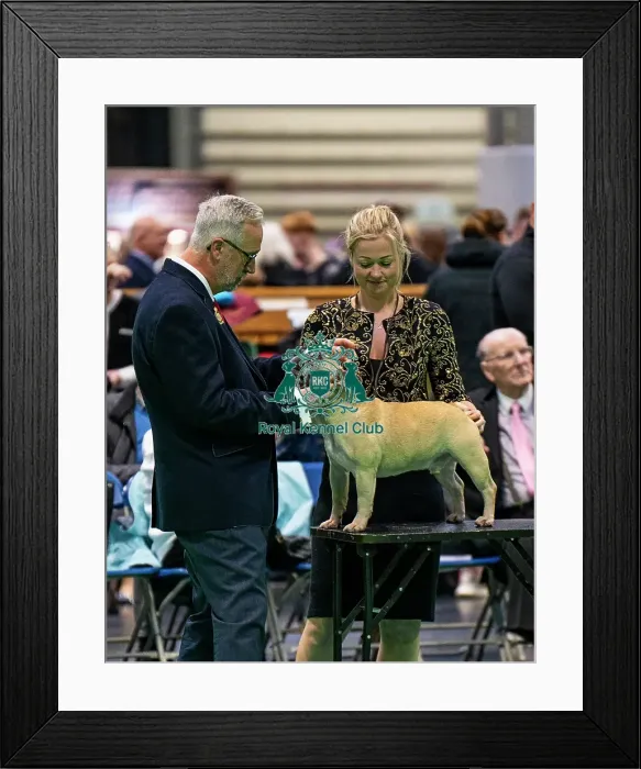 Framed Print : French Bulldog Judging