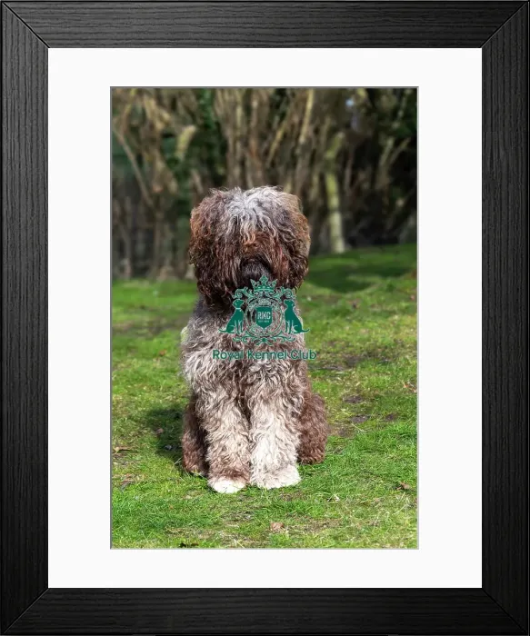Framed Print : Barbets. Barbet Solo sitting outside on the grass, Friday 7th March 2024, Crufts