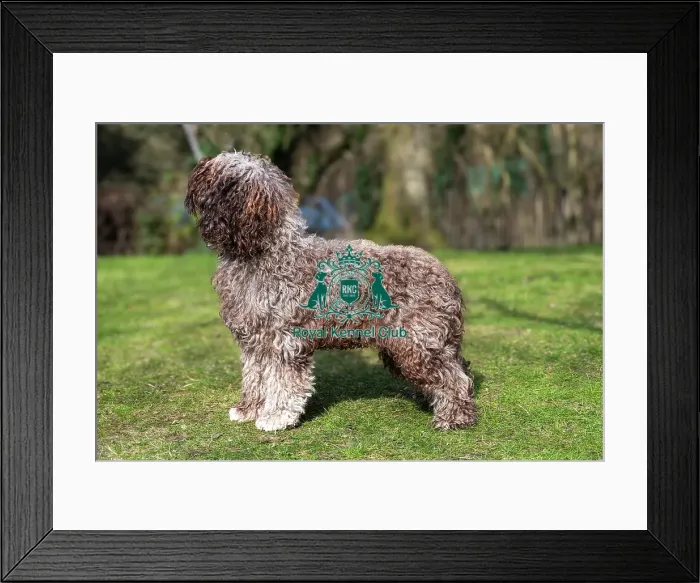 Framed Print : Barbets. Barbet Solo stood outside on the grass, Friday 7th March 2024, Crufts Framed Print : Barbets. Barbet Solo stood outside on the grass, Friday 7th March 2024, Crufts