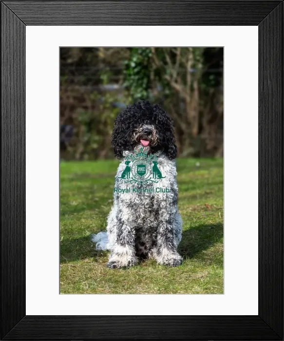 Framed Print : Barbets. Barbet Brioche sat on the grass outside, Friday 7th March 2024, Crufts Framed Print : Barbets. Barbet Brioche sat on the grass outside, Friday 7th March 2024, Crufts