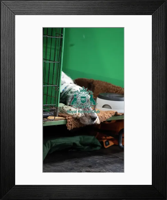 Framed Print : English Setter Sleeping Framed Print : English Setter Sleeping