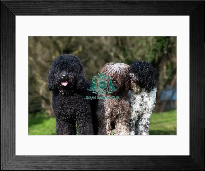 Framed Print : Barbets. Three Barbets (Left to Right). Chappoo, Solo, Framed Print : Barbets. Three Barbets (Left to Right). Chappoo, Solo,