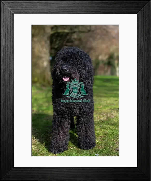 Framed Print : Barbets. Barbet named Chappoo sitting outdoors, Friday 7th March 2024, Crufts
