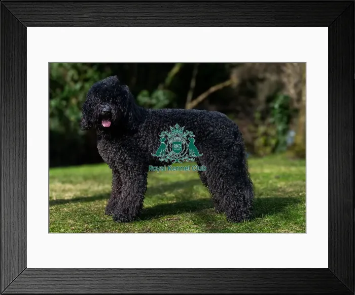 Framed Print : Barbets. Barbet Chappoo outside on the grass, Friday 7th March 2024, Crufts Framed Print : Barbets. Barbet Chappoo outside on the grass, Friday 7th March 2024, Crufts