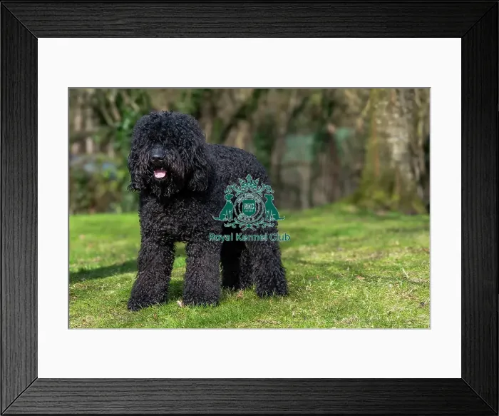 Framed Print : Barbets. Barbet Chappoo outside on the grass, Friday 7th March 2024, Crufts