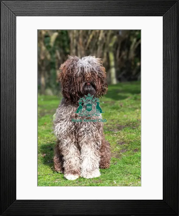 Framed Print : Barbets. Barbet named Solo sitting outdoors, Friday 7th March 2024, Crufts Framed Print : Barbets. Barbet named Solo sitting outdoors, Friday 7th March 2024, Crufts