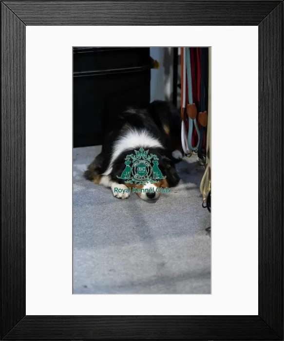 Framed Print : Cute dog at trade stand Framed Print : Cute dog at trade stand