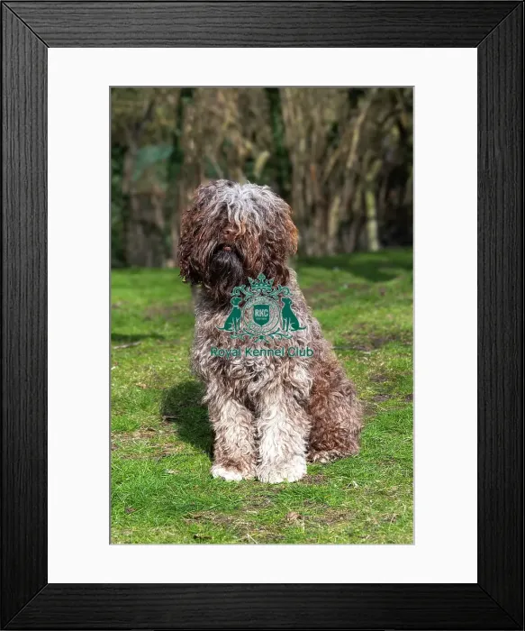 Framed Print : Barbets. Barbet Solo sat on the grass outside, Friday 7th March 2024, Crufts