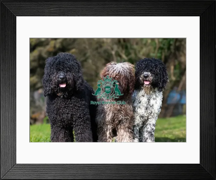 Framed Print : Barbets. Three Barbets, (Left too Right) Framed Print : Barbets. Three Barbets, (Left too Right)