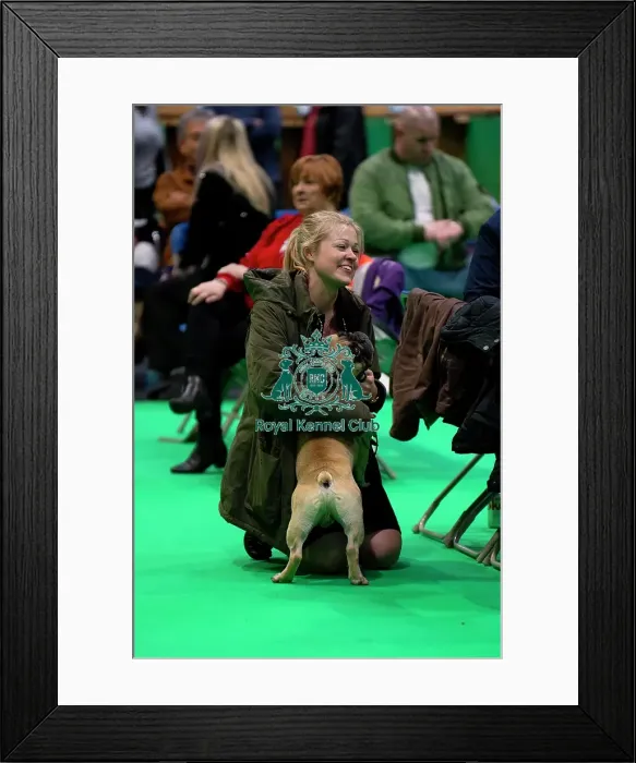 Framed Print : French Bulldog bred judging Framed Print : French Bulldog bred judging