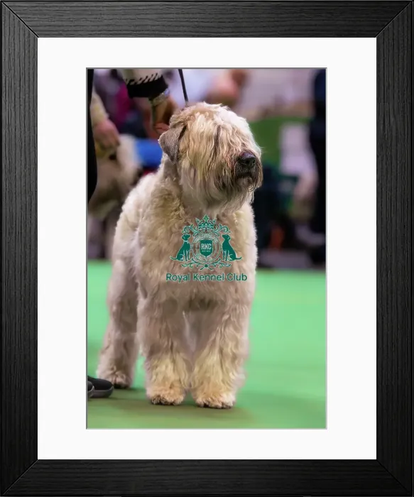 Framed Print : Soft Coated Wheaten Terrier in Breed Judging Framed Print : Soft Coated Wheaten Terrier in Breed Judging