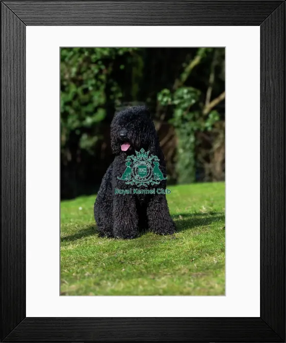 Framed Print : Barbets. Barbet Chappoo sitting outdoors on the grass, Friday 7th March 2024, Crufts Framed Print : Barbets. Barbet Chappoo sitting outdoors on the grass, Friday 7th March 2024, Crufts