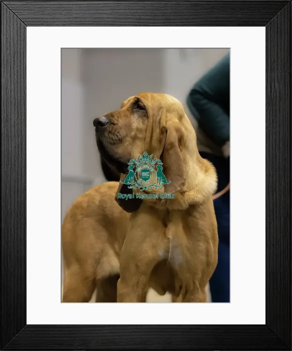 Framed Print : Bloodhound Portrait