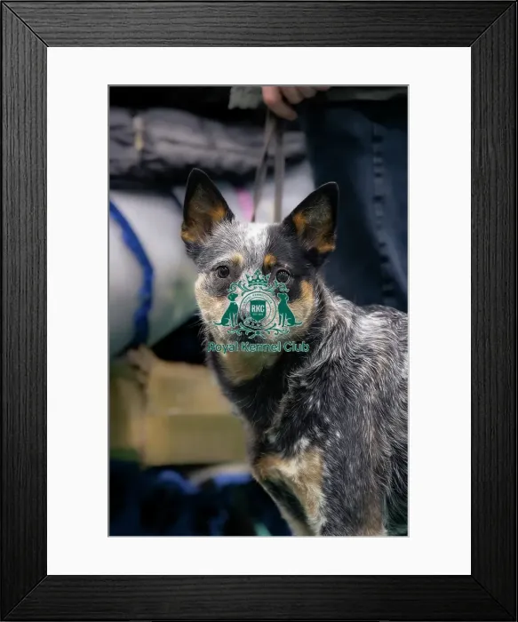 Framed Print : Australian Cattle Dog