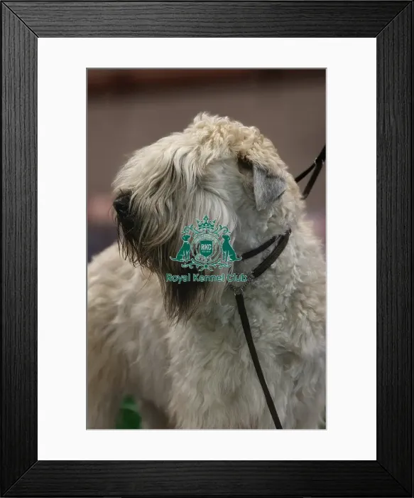 Framed Print : Soft Coated Wheaten Terrier