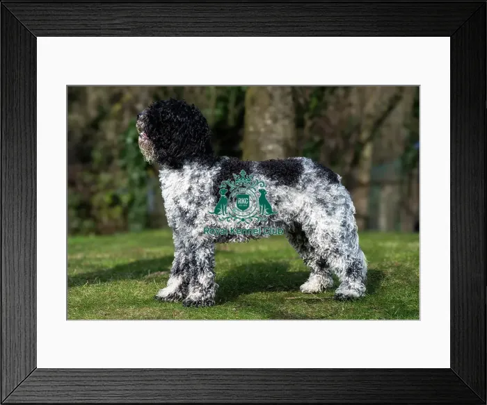 Framed Print : Barbets. Barbet Brioche stood outside on the grass, Friday 7th March 2024, Crufts Framed Print : Barbets. Barbet Brioche stood outside on the grass, Friday 7th March 2024, Crufts