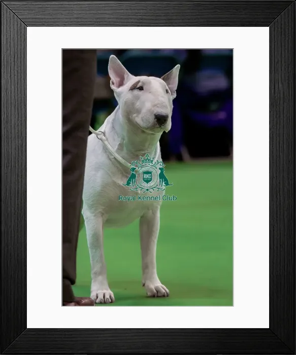 Framed Print : Bull Terrier Portrait waiting for Breed Judging