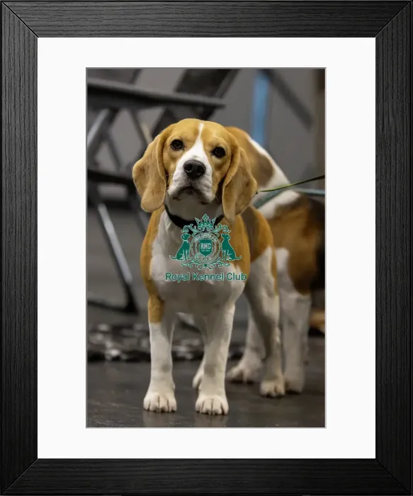Framed Print : Beagle looking to camera, Crufts, Thursday, March 6th 2025. Crufts