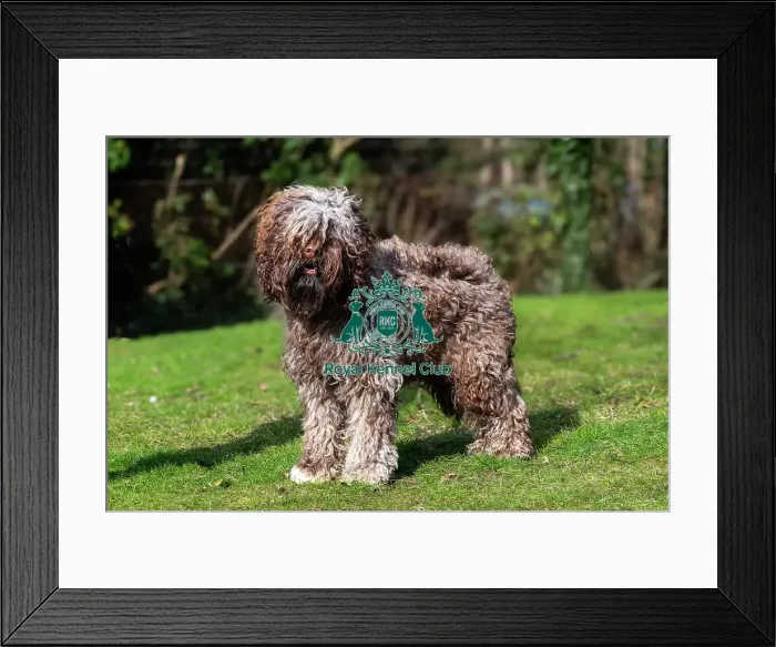 Framed Print : Barbets. Barbet Solo stood outside on the grass, Friday 7th March 2024, Crufts