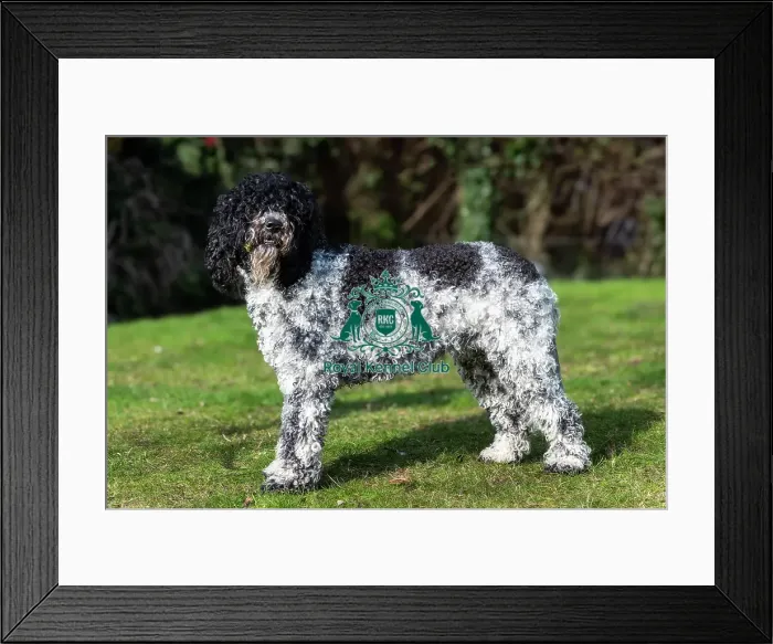 Framed Print : Barbets. Barbet Brioche stood outside on the grass, Friday 7th March 2024, Crufts Framed Print : Barbets. Barbet Brioche stood outside on the grass, Friday 7th March 2024, Crufts