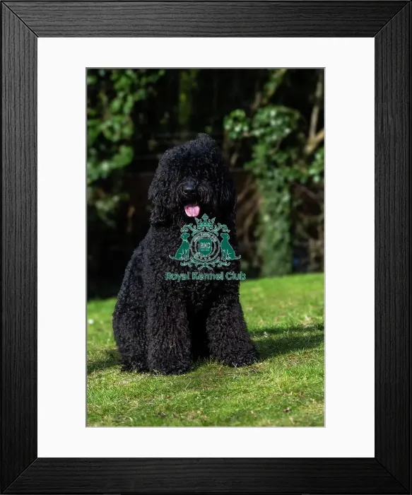 Framed Print : Barbets. Barbet names Chappoo sitting outdoors, Friday 7th March 2024, Crufts