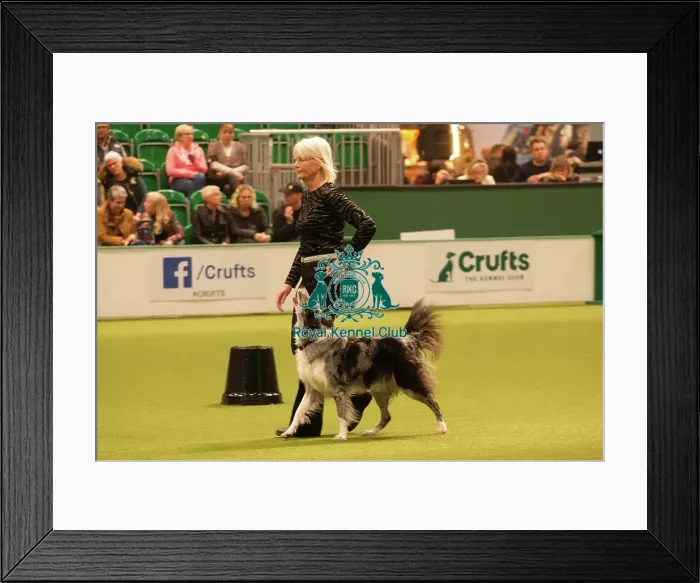Framed Print : Crufts 2025 Framed Print : Crufts 2025