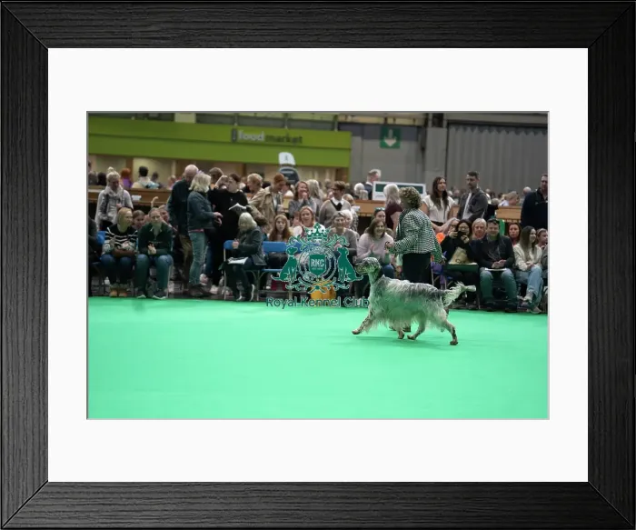Framed Print : English Setter showing Framed Print : English Setter showing
