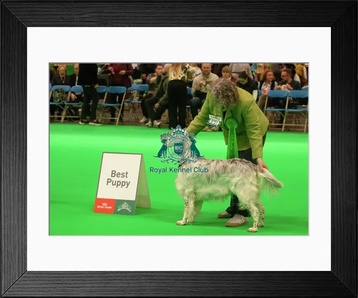Framed Print : English Setter showing Framed Print : English Setter showing