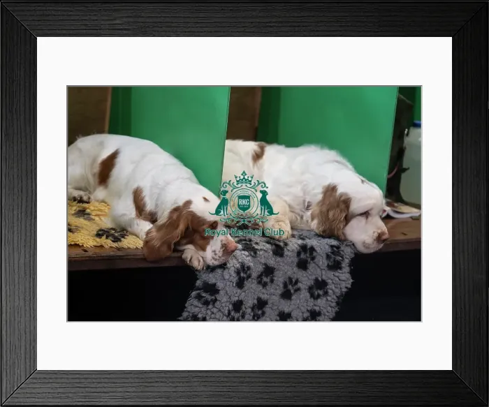 Framed Print : Clumber Spaniel sleeping