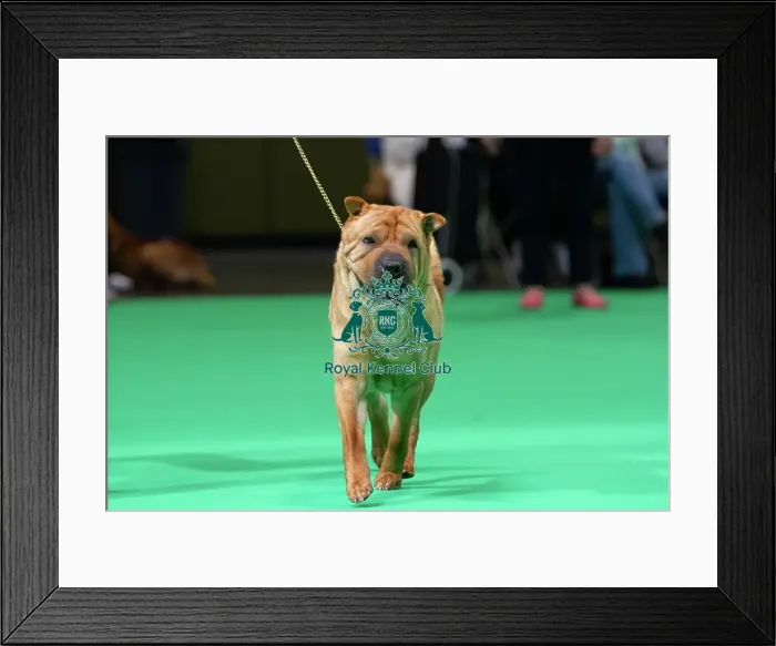 Framed Print : Shar Peis are judged