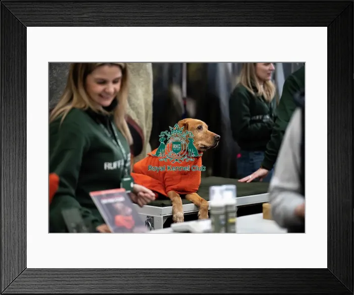 Framed Print : trade stand goodies Framed Print : trade stand goodies