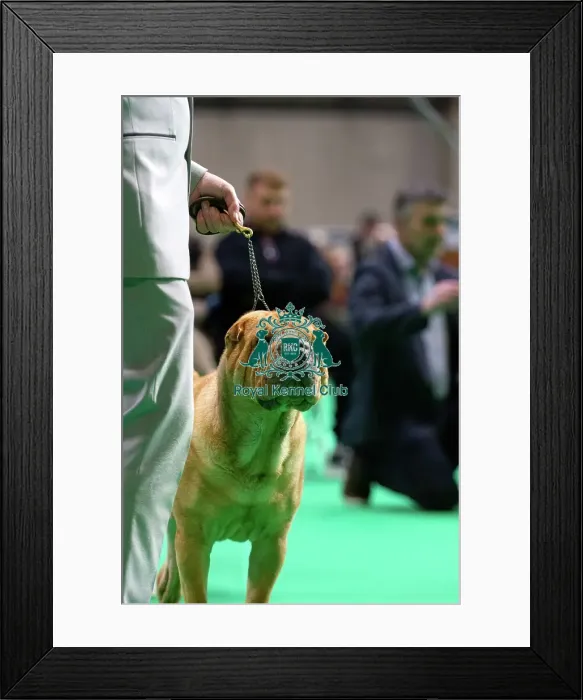 Framed Print : Shar Peis are judged Framed Print : Shar Peis are judged